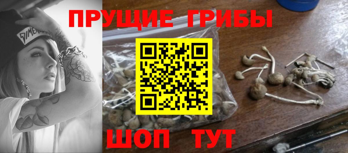 Дзержинск  Псилоцибиновые грибы Psilocybine cubensis  Вход с VPN 
