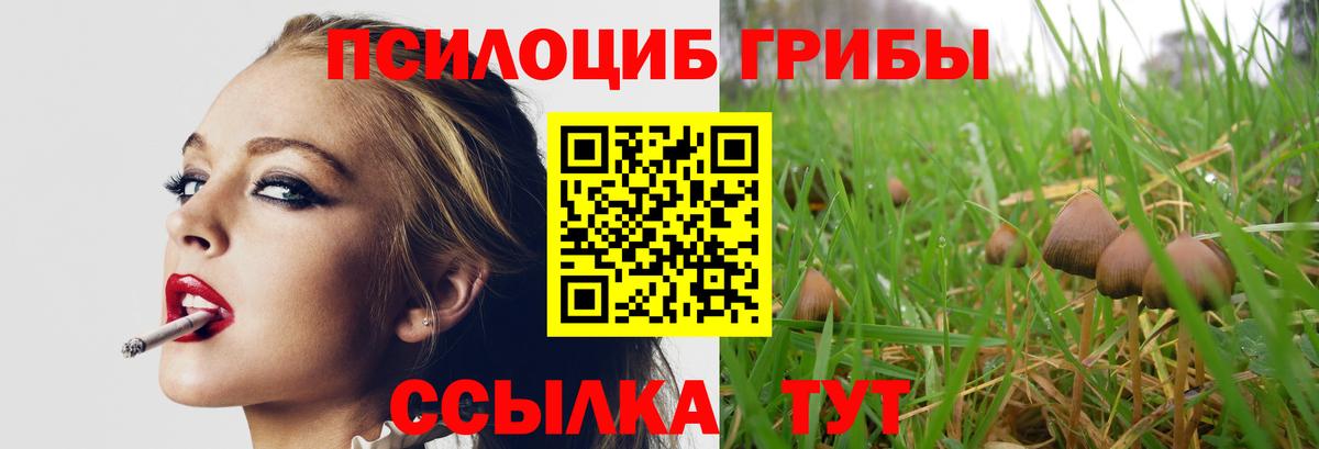 Галлюциногенные грибы Psilocybe Дзержинск